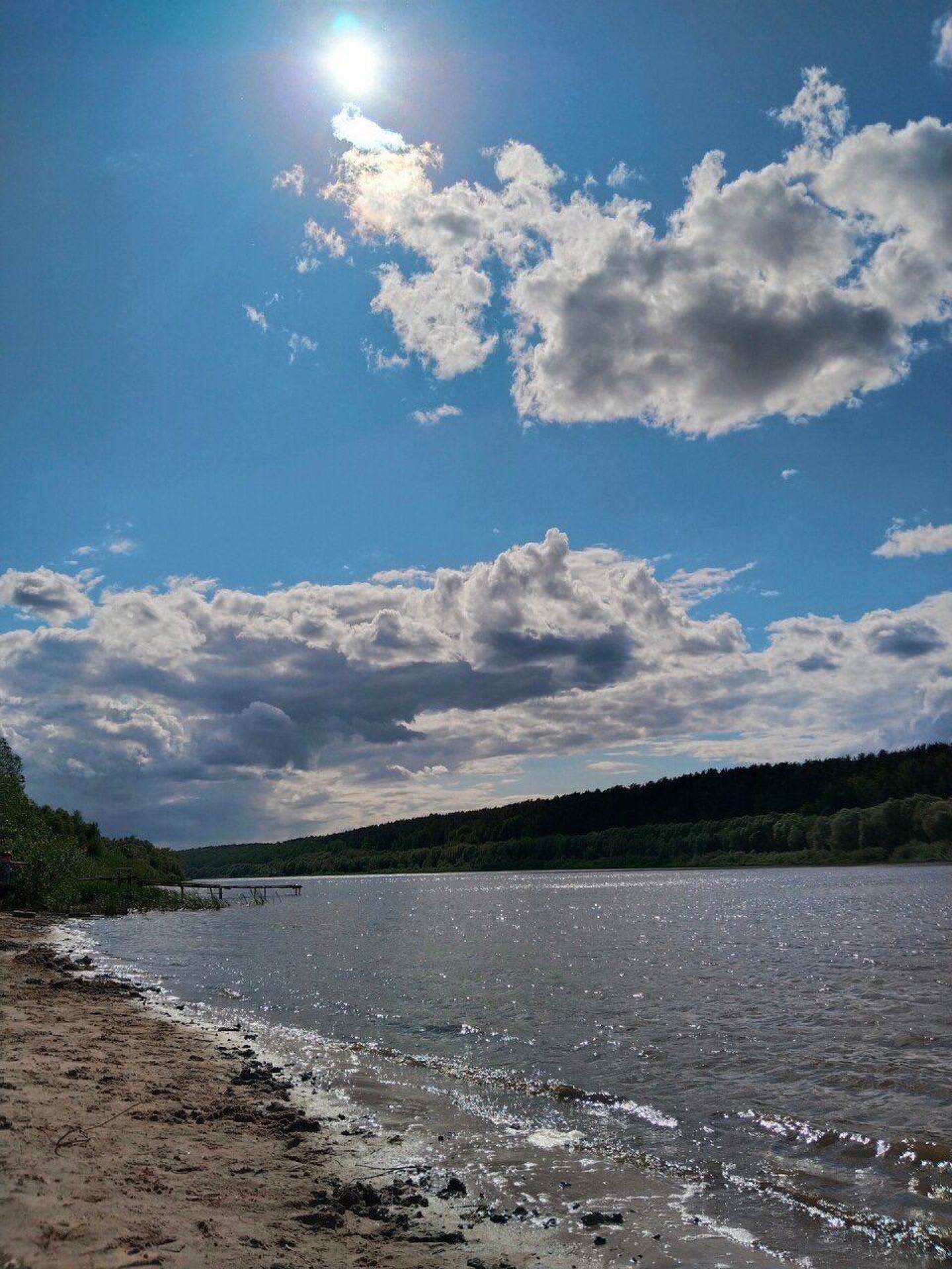 Берег Оки, сосновый бор